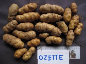 Ozette potatoes grown in 2012 in Victoria, British Columbia