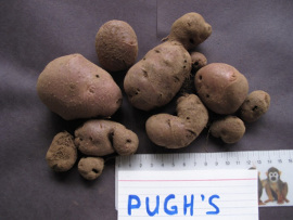 Pugh's Purple. Tubers from a single plant, Victoria BC 2012