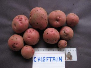 Chieftain potatoes - single plant yield, 2012, Victoria, British Columbia