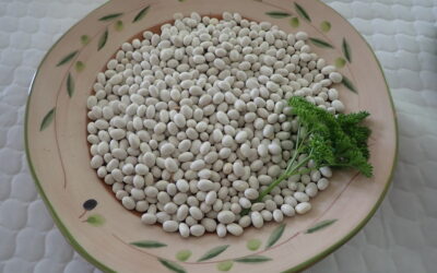 Coco de Paimpol; A wonderful French white bean