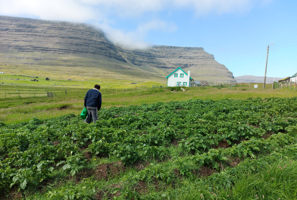 Growing potatoes in Svinoy, Faroe Islands