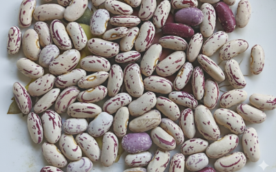 Doukhobor Discovery: “Koozen Drying Bean 2” an early bush bean from southeast British Columbia