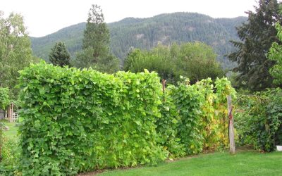Nourishment and Peace: Soup, beans and gardens in the Kootenays of British Columbia