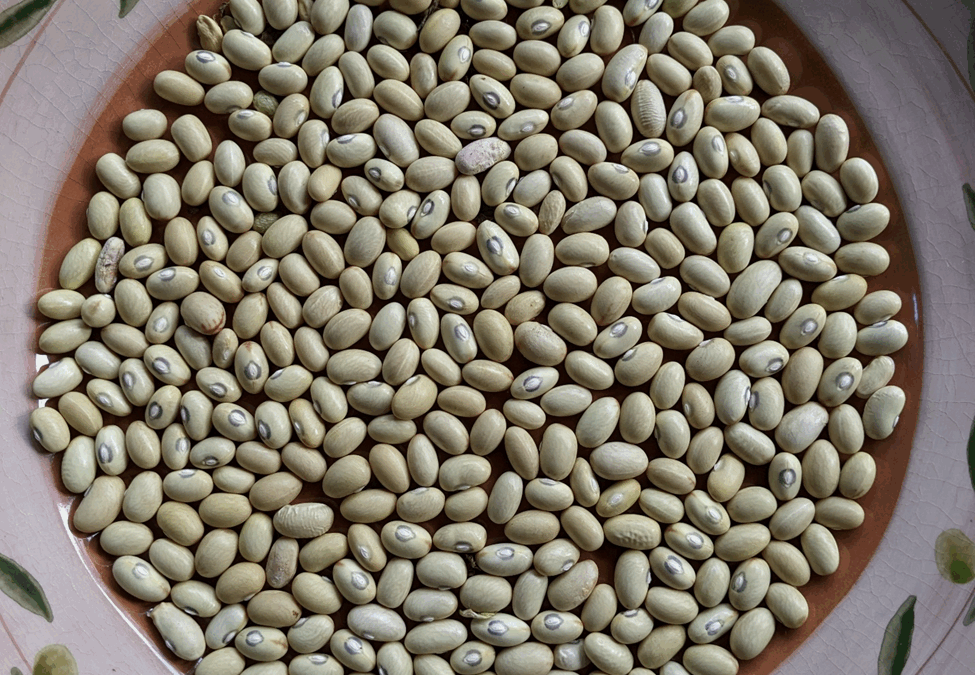 Hutterite Soup Bean:  a high yielding heritage bean