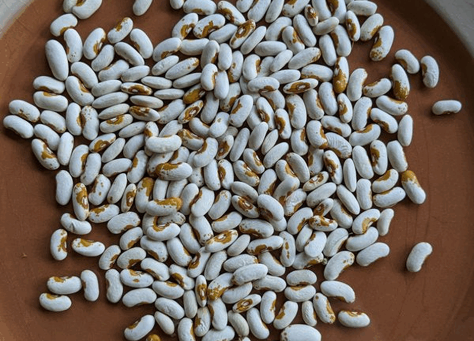 Wiener-Treib: Saving Heritage Beans