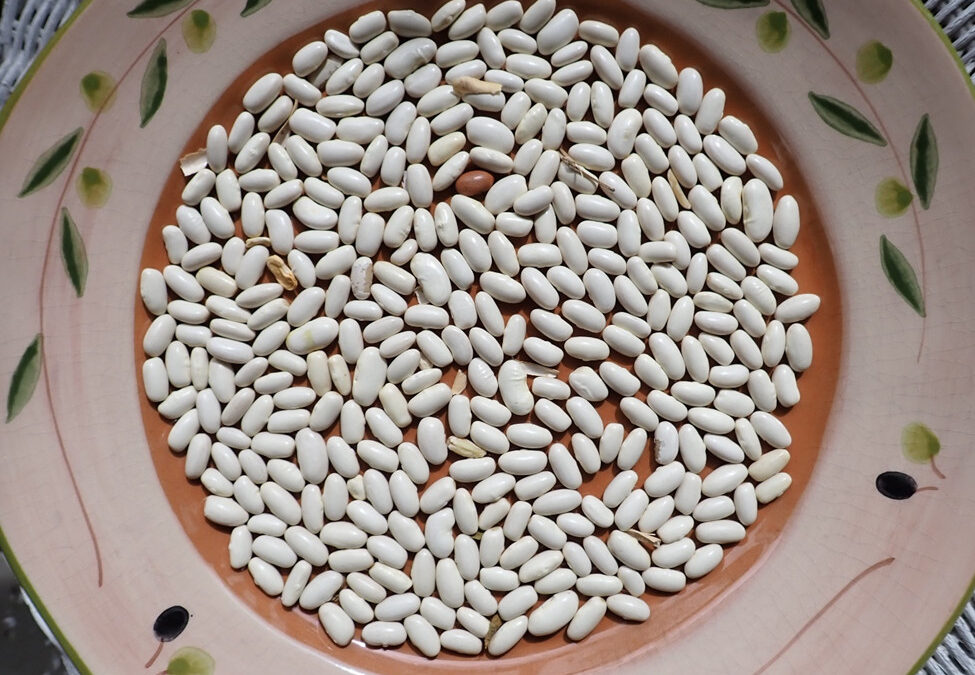 Cannellini Bean:  A Taste of Italy