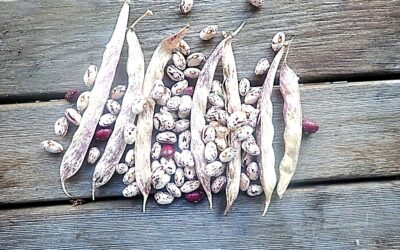 Cranberry Bush Bean: Historic and productive