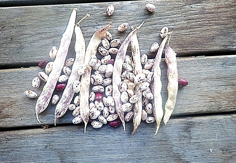 Cranberry Bush Bean: Historic and productive