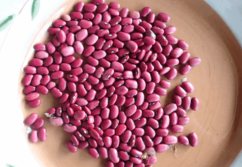Shuswap Red: Super Canadian Bean
