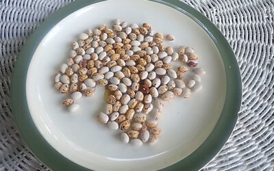 Tora-mame: Bean Beauty from Japan