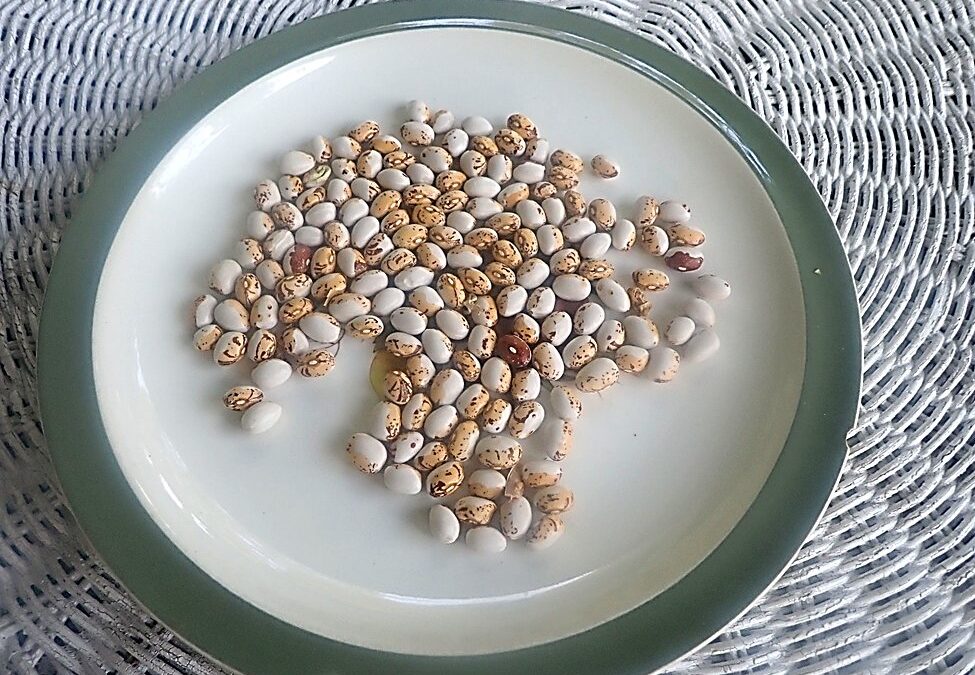 Tora-mame: Bean Beauty from Japan